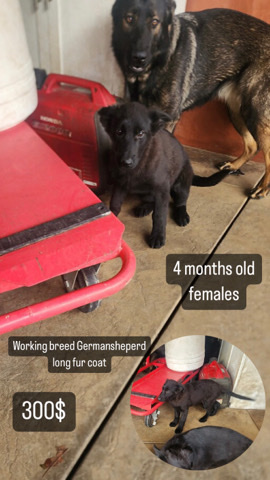 German Shepherd – German shepherds