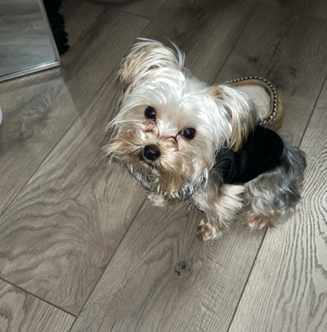 Yorkshire Terrier – yorkie for sale