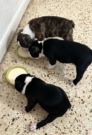 Boston Terrier puppies 