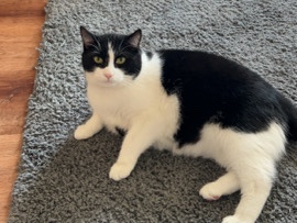American Shorthair – Sirius, cutest boy – Lebanon