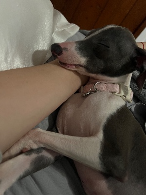 Italian greyhound puppy 