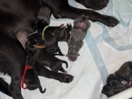 Labrador Retriever – Adorable Labrador Retriever x Pitbull Puppy for Sale in New York – New York
