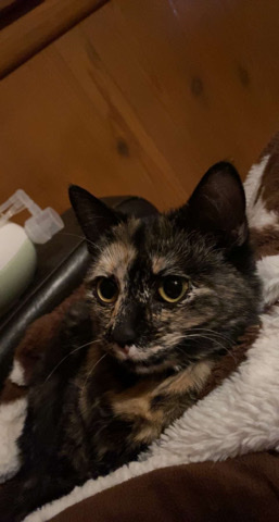 Free Cats