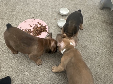 French Bulldog – French Bulldogs west Michigan – Portage