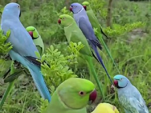 Parakeet – parrot shop – Arrah
