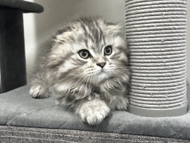 Scottish Fold – scotish fold kitten rehoming – Auburn