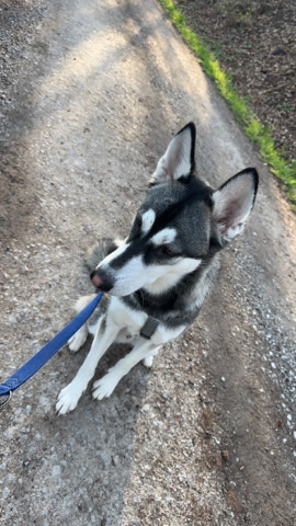 Siberian Husky – Siberian Husky