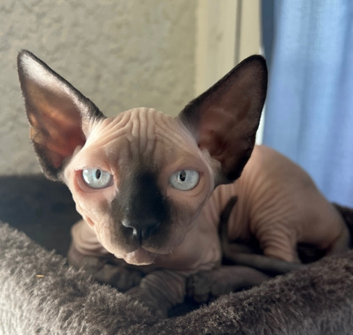 Sphynx – Sphynx Kittens