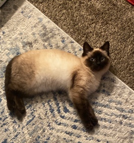 Siamese – Siemese kitten Seal point color