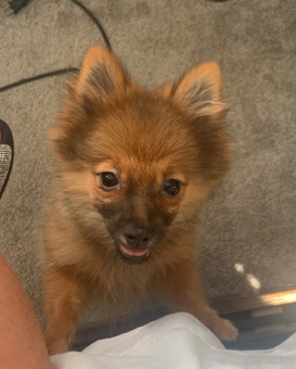 Pomeranian – Full bread Pomeranian