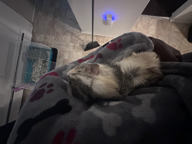 Guinea Pig – Guinea pig