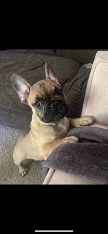 French Bulldog – Frenchie male