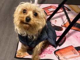 Yorkie Poo – Friendly 1-Year-Old Yorkie Poo for Sale in Port Orange – Port Orange