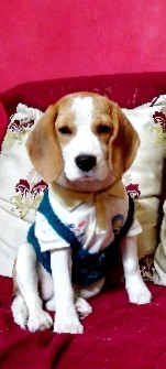 Beagle – Dog for sale