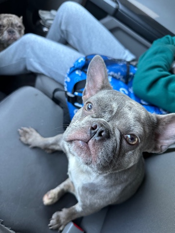 French Bulldog – Two frenchys boy and girl 11 months old