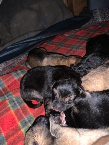 German Shepherd – german shepherd puppies