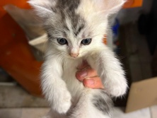 European Shorthair – Babykatze sucht dringend neues Zuhause – Saarbrucken