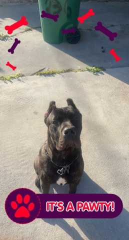 Cane Corso – Cane Corse Male