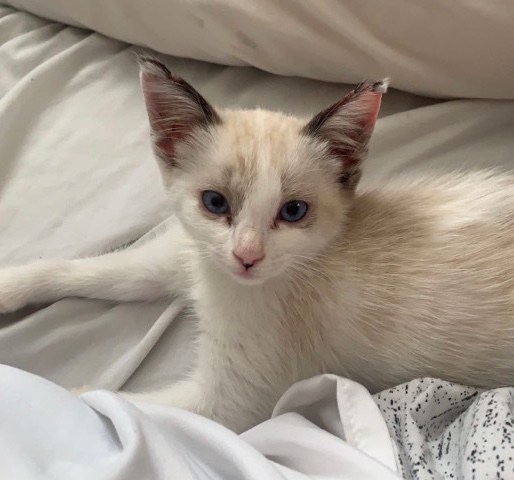 kitten for sale