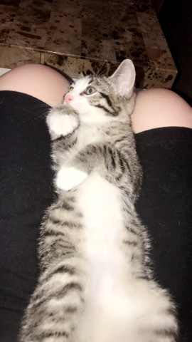 kittens