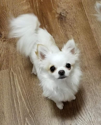 Chihuahua – White Long Haired Chihuahua For Sale