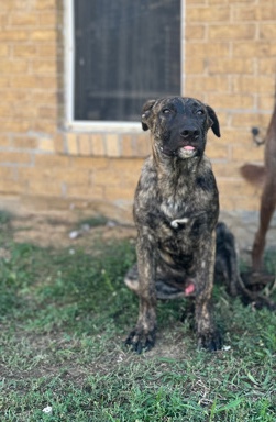 Perro de Presa Canario – rehoming puppy