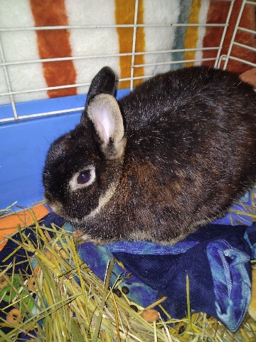 Dwarf Hotot – 3 bunnies for sale (NASHVILLE TENNESSEE)