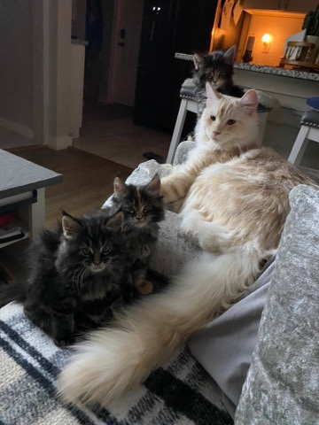 Maine Coon – ready to be rehomed