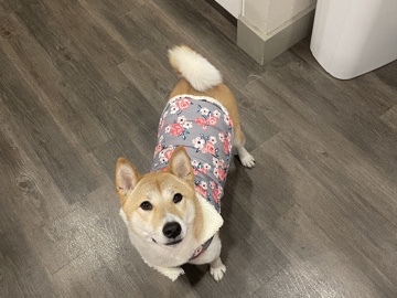 Shiba Inu – Adult female Shiba Inu – Conroe
