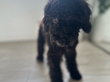 Goldendoodle – CLOE Mini Goldendoodle – Miami