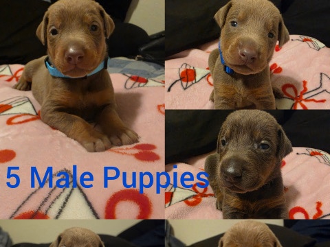 Doberman Pinscher – Doberman puppies – Fresno