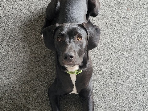 Labrador Retriever – Pointer / Lab cross – Thornaby