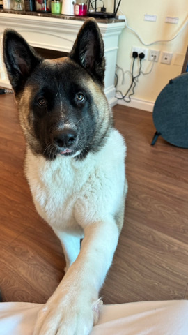 Akita – American Akita