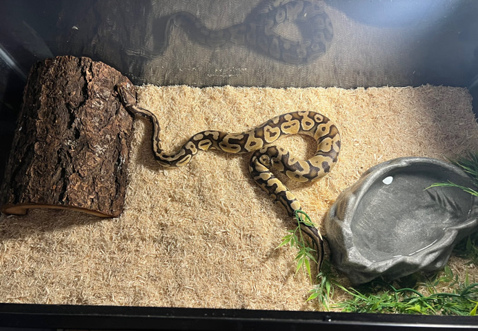 Pastel Ball Python