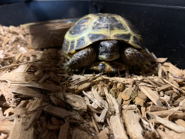 Testudo Turtoise with tank and everything .