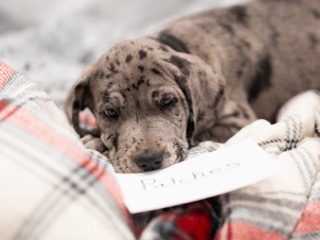 Great Dane – Great Dane Female – Denmark