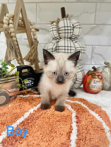 Siamese – Cute kittens