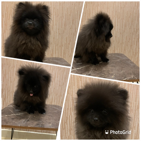 Pomeranian – dog