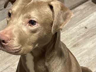 American Pit Bull Terrier - Dog available for adoption in Washington