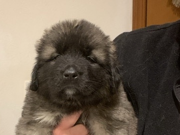 Caucasian Shepherd Dog – Caucasian Shepherd 7weeks/ Grizzly boy