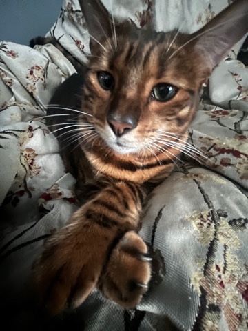Toyger – Beans