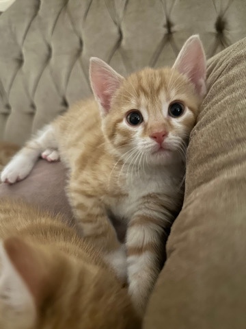5 Süße Katzen