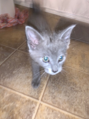 this is grey