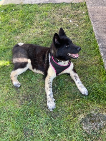 Akita – 7 Month Old American Akita