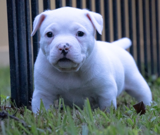 American Bully Puppies