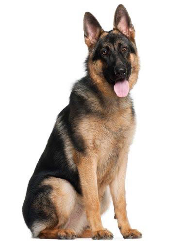Akbash Dog – listening dog