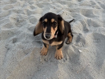 Dachshund – Long Haired Dachshund – Myrtle Beach