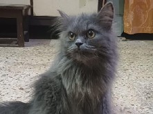 Persian (Modern) – persain cat – Mumbai