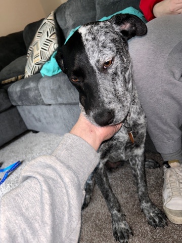 Australian Cattle Dog – Rehome for Hayley