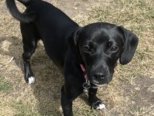 jack russel mixed with cocospanel